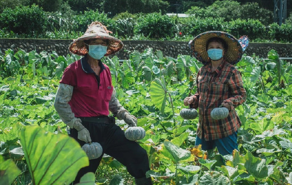 【龍潭】農村的樂天知命「澢滴水果園」疫情下的盛產的「阿芳南瓜」